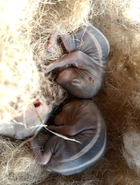 Pequeno Animal Bebê Esquilo Deslizamento — Fotografia de Stock