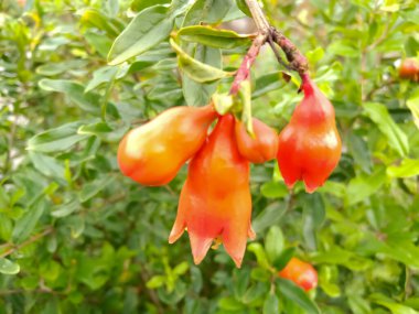 Small flowers are growing on the pomegranate tree