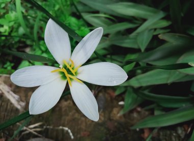 Hindistan bahçesinde yağmur mevsiminde yetişen beyaz renkli çiçekler (Yağmur zambağı)