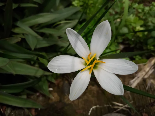 Planta Flores Color Blanco Lirio Lluvia Creciendo Temporada Lluvias Jardín — Foto de Stock