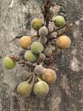 Hindistan 'da ağaçta yetişen incir meyvesi (Anjir)