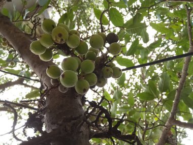 Hindistan 'da ağaçta yetişen incir meyvesi (Anjir)