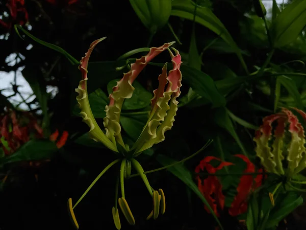 Flame Lily Wspinaczka Lilia Kwiat Indyjskiej Dżungli — Zdjęcie stockowe