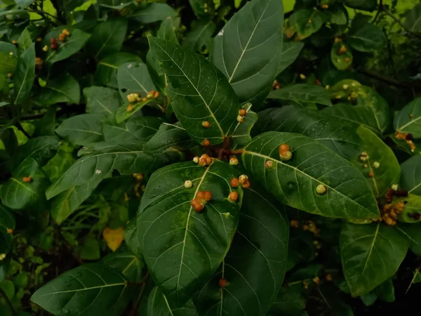 İncir bitkisi (Umbra) yapraklarının kırmızı noktaları vardır