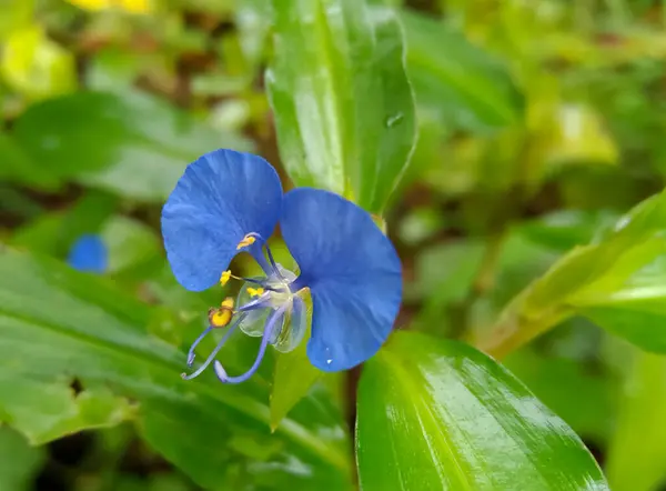 Asiatic Dayflower Plant Indian Jungale — Stock Photo, Image