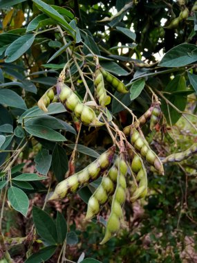 Güvercin bezelyesi ya da bezelye, sebze, Hindistan tarım çiftliğinde yeşil bezelye.