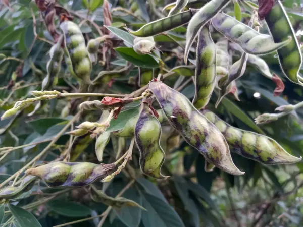 Güvercin bezelyesi ya da bezelye, sebze, Hindistan tarım çiftliğinde yeşil bezelye.
