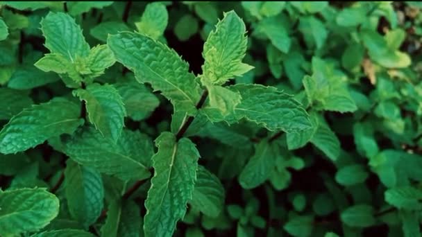 Mint Pudina Frunze Verzi Bază Plante Medicamente Organice — Videoclip de stoc