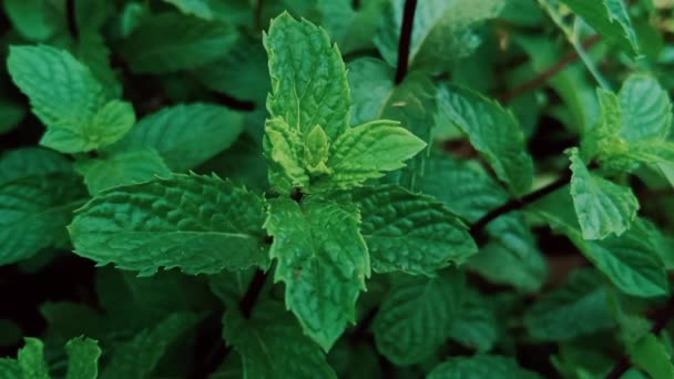 Máta Pudina Zelené Listy Bylinné Organické Medicíny — Stock video