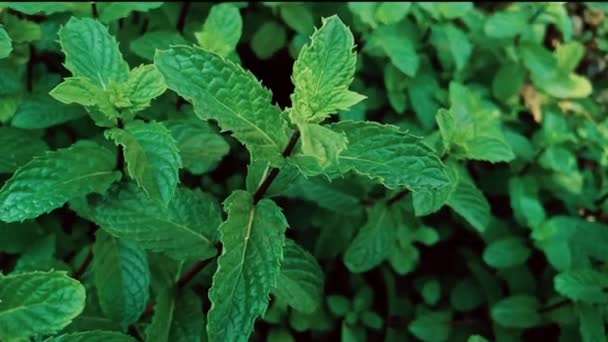 Мята Пудина Зеленые Листья Травяная Органическая Медицина — стоковое видео