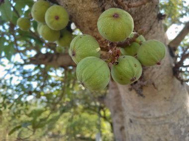 Banyan ağacı Hindistan 'ın ulusal ağacıdır. Ağaçta meyveler (Ficus bengalensis)