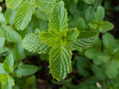 Mint ( pudina) green leaves herbal organic medicine  clipart