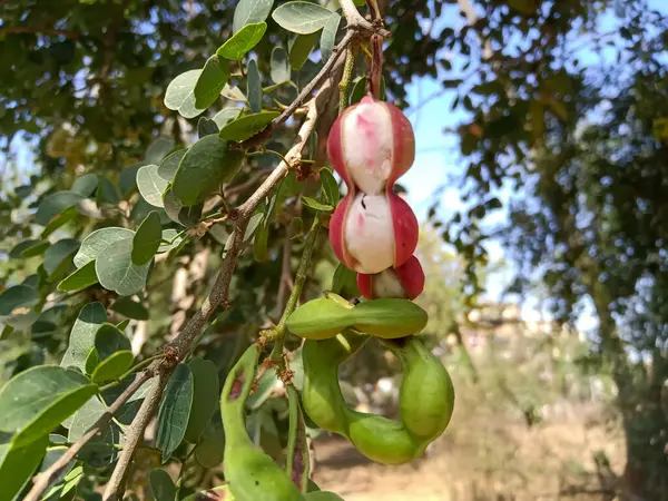 stock image Manila tamarind fruits on tree It is a summer fruit with a sweet taste. 