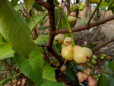 Hindistan tarım çiftliğindeki ağacında yetişen taze su elması meyveleri (Syzygium aqueum), jambu, gül elması veya balmumu elma olarak bilinir.