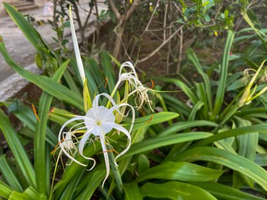 Plaj örümceği zambak bitkisi (Hymenocallis littoralis) bahçede