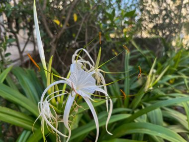 Plaj örümceği zambak bitkisi (Hymenocallis littoralis) bahçede