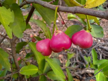 Hindistan tarım çiftliğindeki ağaçta kırmızı (pembe) balmumu elma, jambu