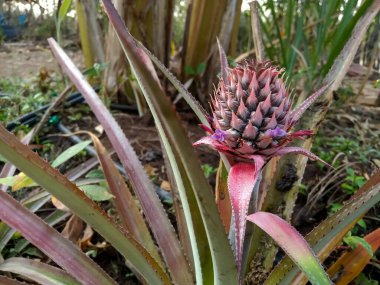 Ananas Güney Amerika 'ya özgüdür ve Bromeliaceae familyasının ekonomik açıdan en önemli bitkisidir. (Ananas sesleri))