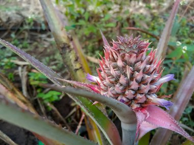 Ananas Güney Amerika 'ya özgüdür ve Bromeliaceae familyasının ekonomik açıdan en önemli bitkisidir. (Ananas sesleri))