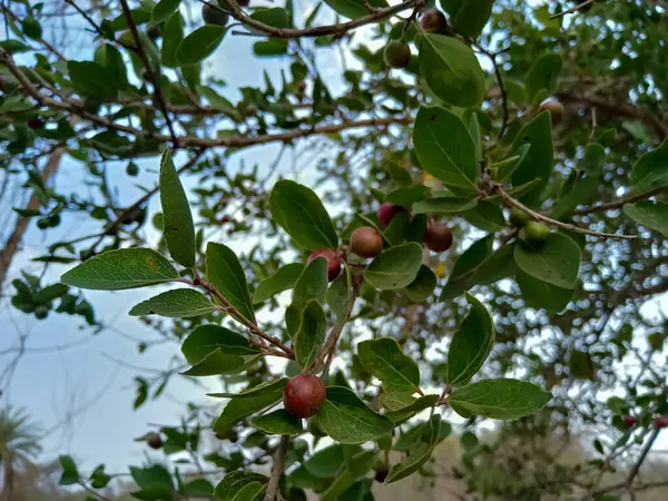 Ormanda Flacourtia indica meyveleri