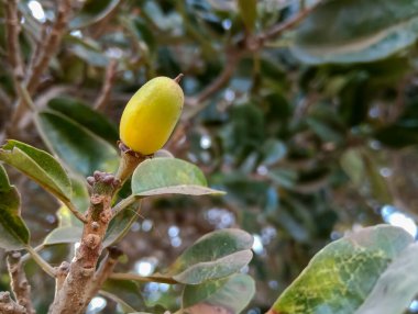 Vahşi meyve Manilkara Hexandra, Sapotaceae familyasından bir ağaç türü..