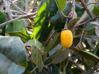 Vahşi meyve Manilkara Hexandra, Sapotaceae familyasından bir ağaç türü..