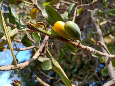 Vahşi meyve Manilkara Hexandra, Sapotaceae familyasından bir ağaç türü..
