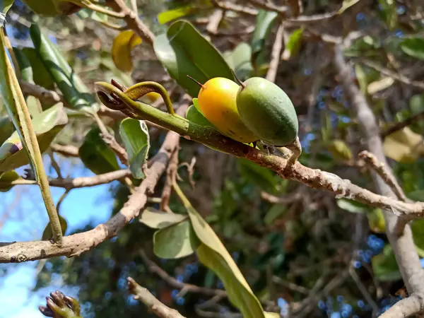 Vahşi meyve Manilkara Hexandra, Sapotaceae familyasından bir ağaç türü..