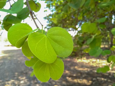 Hindistan 'daki Dussehra etkinliğinde Apta ağacı yaprakları dağıtılır. (Bauhinia racemosa)