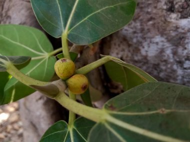 Banyan ağacı Hindistan 'ın ulusal ağacıdır. Ağaçta meyveler (Ficus bengalensis)