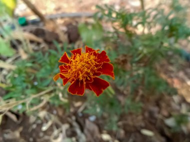 Bir melez kadife çiçeği (Tagetes patula)) 