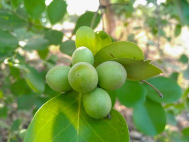 These karonda fruits are small, It is bitter-sour and acidic in taste clipart