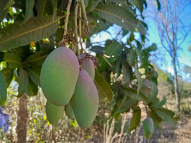 Ağaçta yetişen çiğ yeşil mango meyvesi.