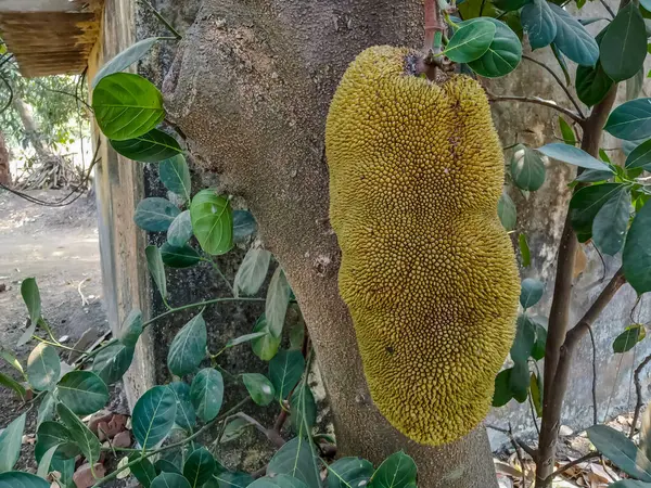 stock image There are jackfruit on the tree in Indian agriculture farm