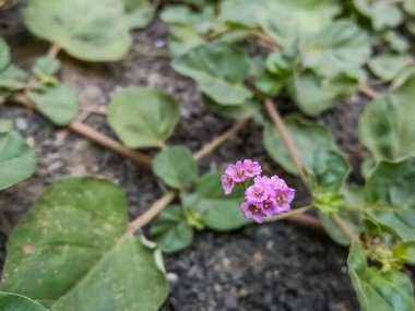 Boerhavia diferusa (punarnava) ayurvedic bitki.