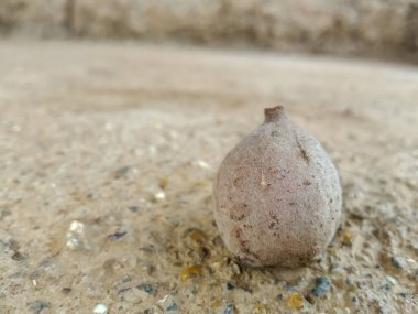 Behada kuru meyveleri (Terminalia bellirica), Triphala ayurvedic ilacında behada meyveleri kullanılır. 