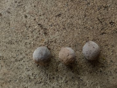 Behada kuru meyveleri (Terminalia bellirica), Triphala ayurvedic ilacında behada meyveleri kullanılır. 