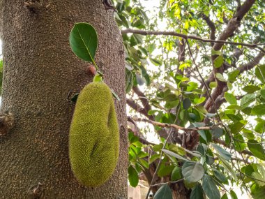 Tarım çiftliğindeki ağaçta meyveler var.