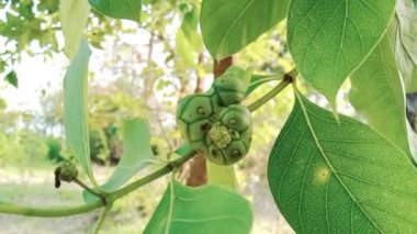 Morinda Tinctoria Hint ormanında bitki yetiştiriyor.