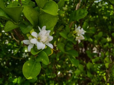 Murraya paniculata, genellikle portakal yasemini olarak bilinir, Kamini familyasından bir ağaç türü.