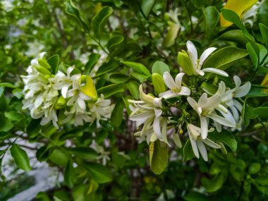 Murraya paniculata, genellikle portakal yasemini olarak bilinir, Kamini familyasından bir ağaç türü.