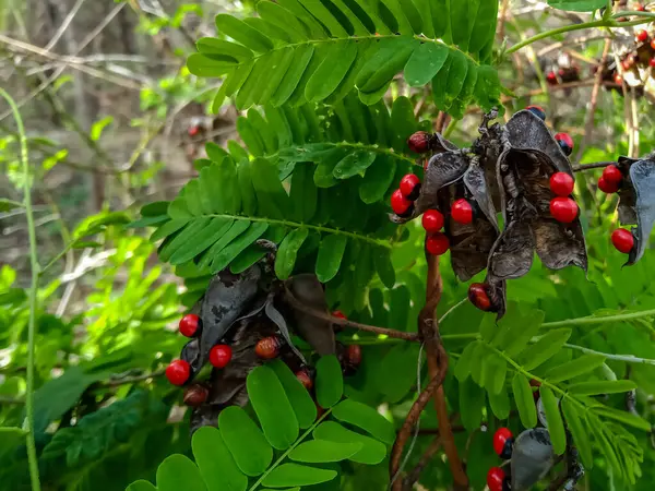 stock image Abrus precatorius, commonly known as jequirity bean or rosary pea, Seeds in the pod on the creeper of Gunja