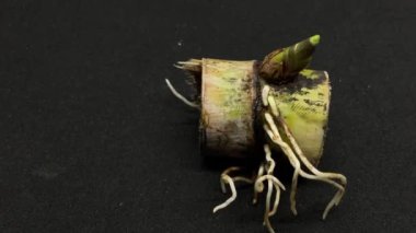 Şeker kamışı fideleri çocuk odasında hazırlanır (Saccharum officinarum )