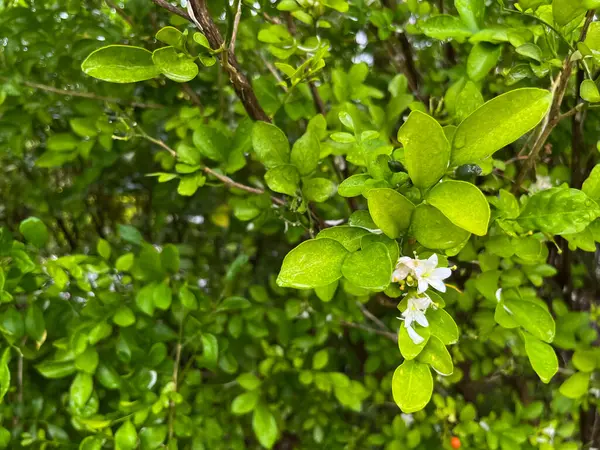 stock image Murraya paniculata, kamini flowers plant is a flowering shrub with twisting branches, dark green, glossy leaves and fragrant blossoms.