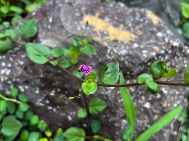 Boerhavia diferusa (punarnava) ayurvedic bitki.