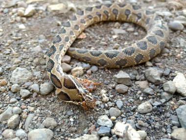 Ants eating a dead Russell's Viper snake clipart