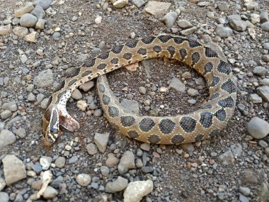 Ants eating a dead Russell's Viper snake clipart