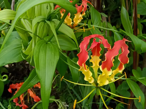 stock image Fire lily, Flame lily, Gloriosa superba Plant of the Indian forest in Asia It is used as an alternative medicine