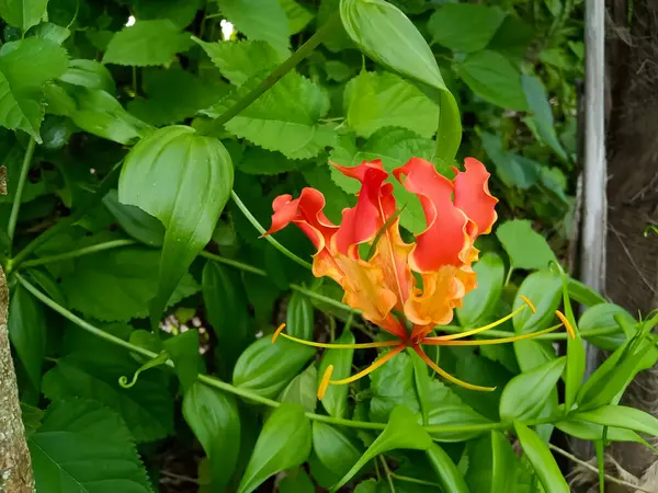 stock image Fire lily, Flame lily, Gloriosa superba Plant of the Indian forest in Asia It is used as an alternative medicine