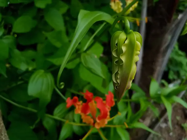 stock image Fire lily, Flame lily, Gloriosa superba Plant of the Indian forest in Asia It is used as an alternative medicine